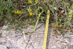 Ornithogalum narbonense