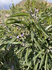 Solanum nitidum