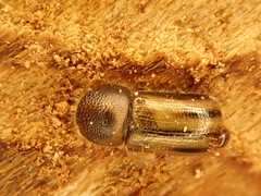 Trypodendron signatum