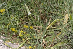 Ornithogalum narbonense