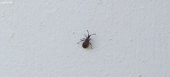 Coriomeris scabricornis