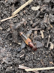 Platydracus cinnamopterus