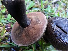 Tylopilus formosus