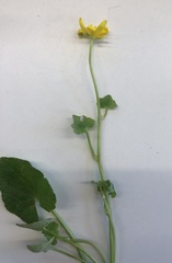 Ficaria verna
