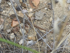 Aspidoscelis sonorae