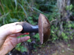 Tylopilus formosus