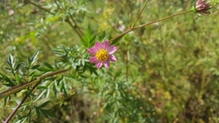 Cosmos caudatus