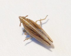 Stenocranus minutus