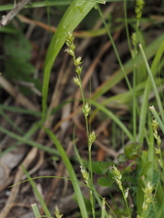 Carex divulsa divulsa
