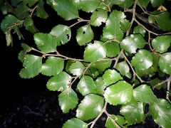 Nothofagus truncata