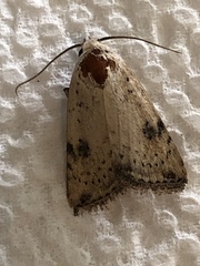 Micrathetis