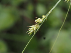 Carex divulsa divulsa