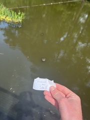 Trachemys scripta scripta