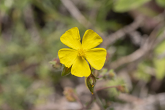 Fumana thymifolia