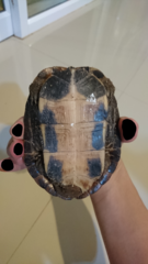 Khorat Snail-Eating Turtle photo 1