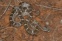 Pantherophis emoryi