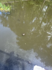 Trachemys scripta scripta