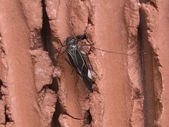 Cerastipsocus venosus