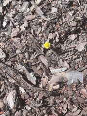 Tussilago farfara