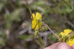 Fumana thymifolia