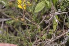 Fumana thymifolia