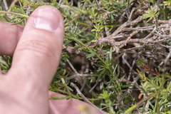 Fumana thymifolia