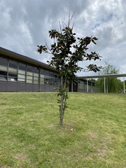 Magnolia grandiflora