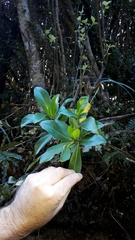 Brachyglottis kirkii