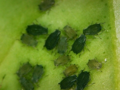 Aphis