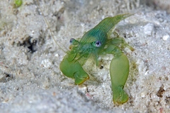 Coralliocaris graminea
