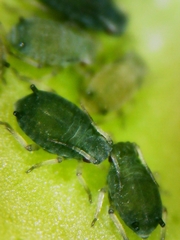 Aphis