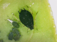 Aphis