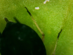 Aphis
