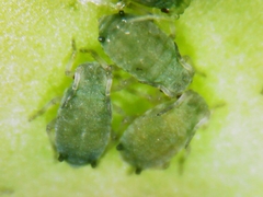 Aphis