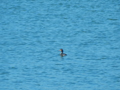 Podiceps cristatus