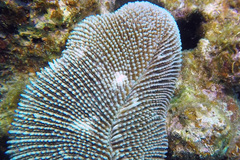 Ctenactis
