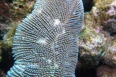 Ctenactis