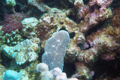 Ctenactis