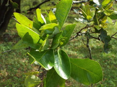 Quercus robusta