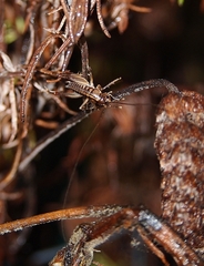 Hemiandrus maia