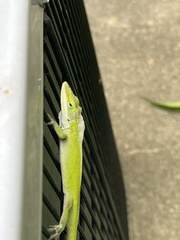Anolis carolinensis