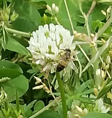 Apis mellifera