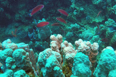 Paracheilinus octotaenia