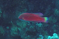 Paracheilinus octotaenia