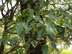 Quercus robusta