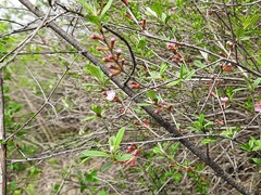 Prunus incana