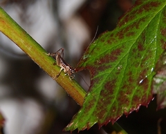 Hemiandrus maia