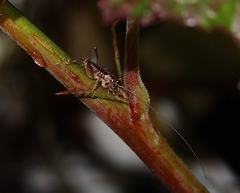 Hemiandrus maia