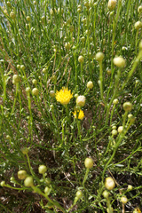 Acamptopappus sphaerocephalus