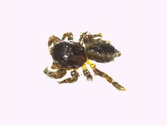 Pseudomogrus univittatus